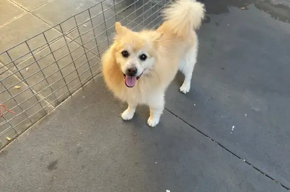 Lost Pomeranian in Parramatta: 15 Yrs Old