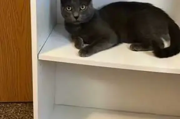 Lost Gray Cat in Shakopee - Help Needed!