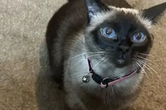 Siamese Cat Missing: Pink Collar, Easley