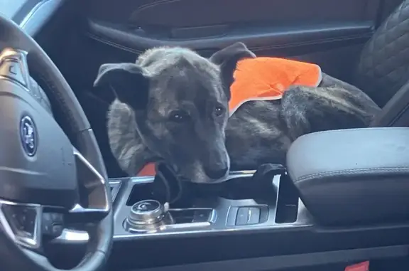 Lost Dog: Dark Brindle, Red Bandanna