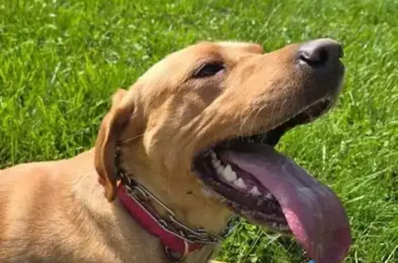 Lost Brown Lab: Diabetes Service Dog