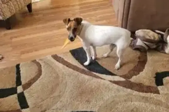 Lost Jack Russell: South State St, Hart