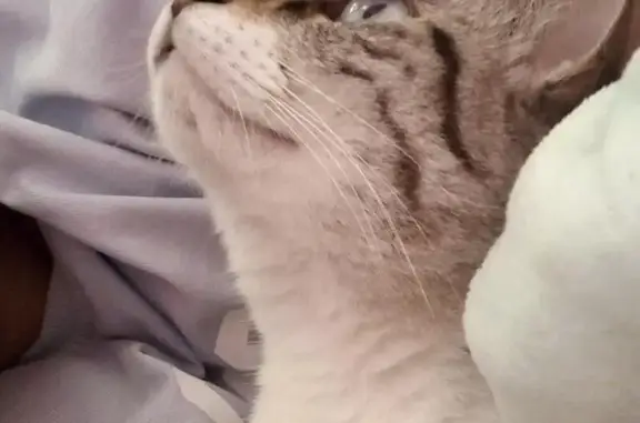 ¡Gata Perdida en Pachuca: Shyra!