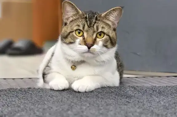 Lost Cat in Catonsville: Reward Offered!