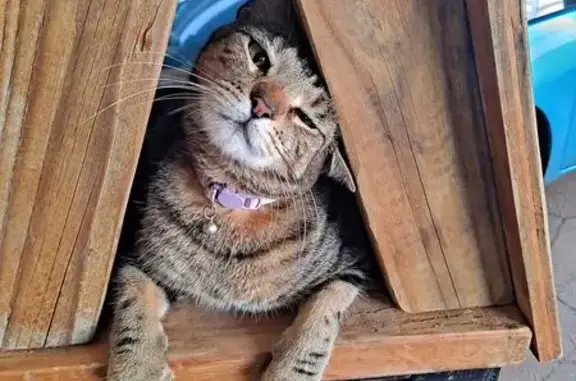 Lost Tabby Cat on Haloa Dr, Honolulu