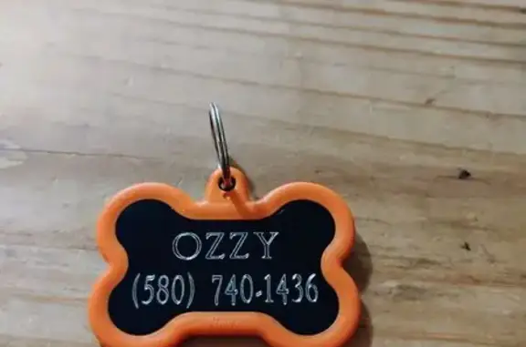 Lost: Friendly Great Dane Mix, Ozzy