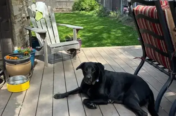 Lost Black Dog with Camo Collar in Morgan