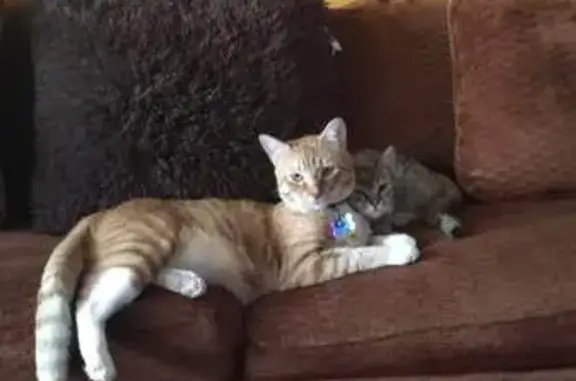 Lost Bilingual Cat: Ginger Mix on 70th St