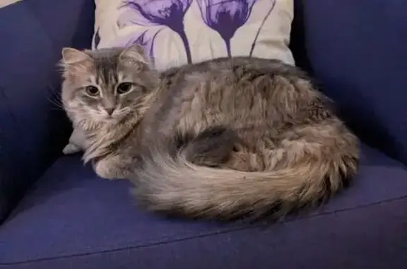 Lost Fluffy-Tailed Cat in Frederick