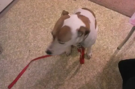 Lost: 10-Year-Old White & Brown Dog