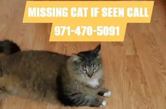 Lost Diabetic Maine Coon on 14th Ave