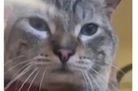 Unique Cat Missing: 1 Green & 1 Blue Eye
