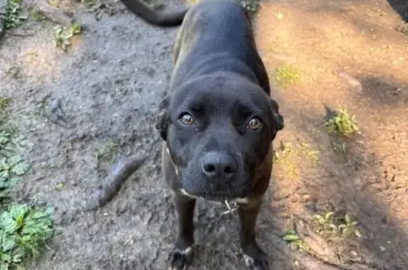 Help Find Sweet Pea: Lost Black Lab Mix