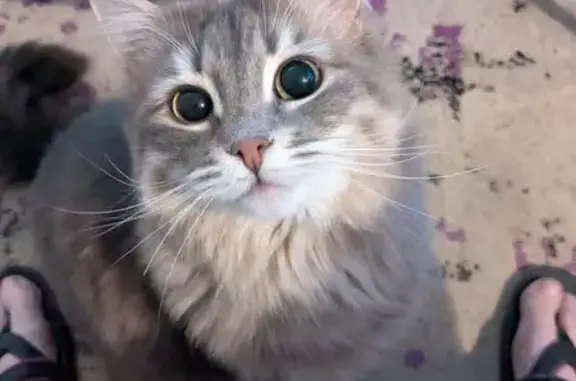 Lost Cat: Fluffy Gray-Beige, Call Only