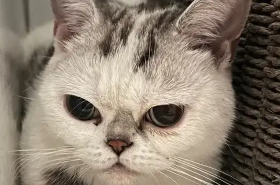 Gatita Rescatada en Carrer del Guadiana, Terrassa