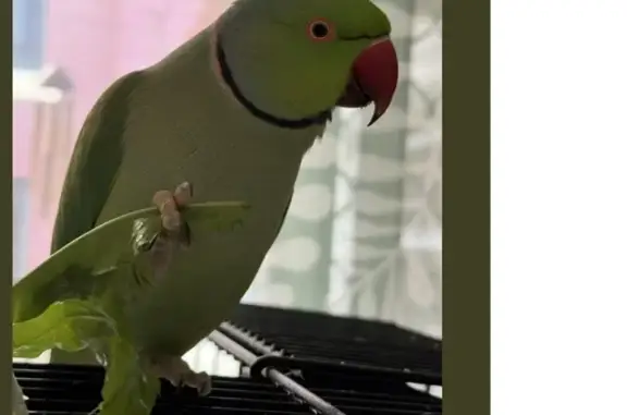 Lost Green Bird: Black Neck Ring, Burwood