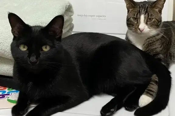 Lost Black Shorthair Cat on Scarborough