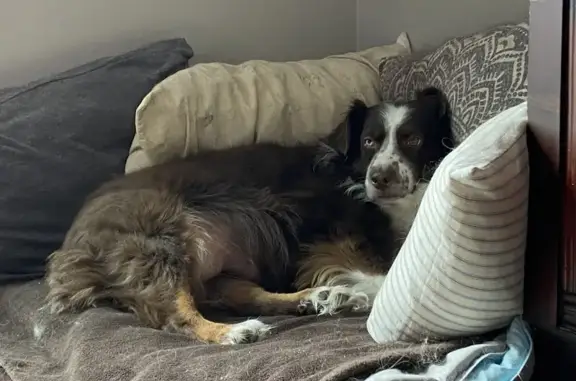 Lost Shy Aussie Shepherd: Reward Offered