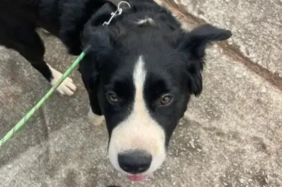 Found Border Collie Mix in Sharpsburg
