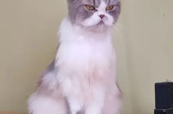 Lost Cat: Gentle Grey & White on Saujana Rd
