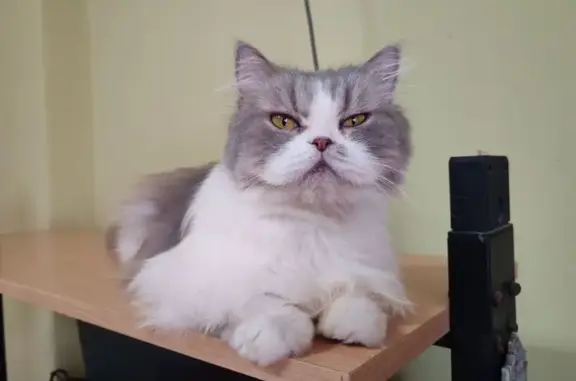 Lost Cat: Gentle Grey & White on Saujana Rd