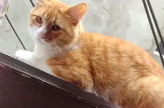 gato desaparecida