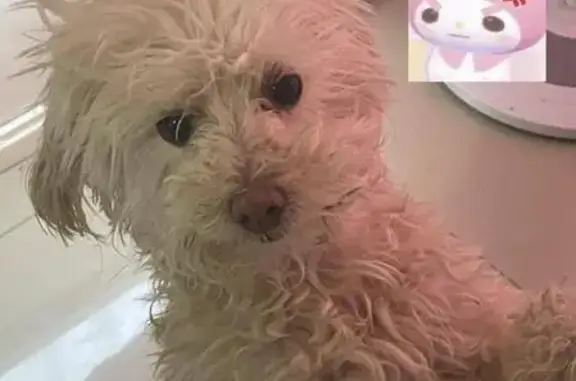 Perro Blanco Perdido en Hacienda Chichimeco