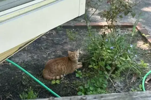 Lost Yellow Cat: Albany Ave, Flanders