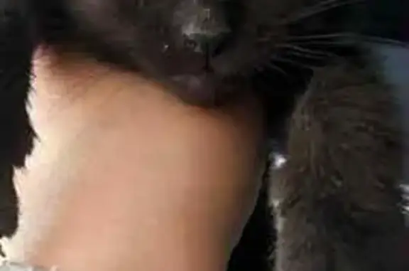 Animaux trouvés Hundling, photo: Chaton trouvé cherche sa maman à Hundling