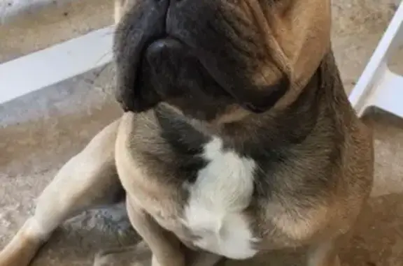 Chien perdu câlin, 9 ans, Daglan - photo