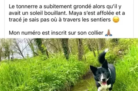 Maya, border collie perdue à Chassagne - photo