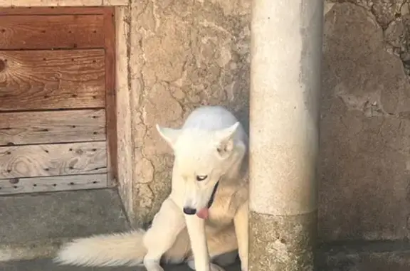 Chien trouvé Montmeyran, photo: Chienne blanche yeux bleus perdue à Montmeyran
