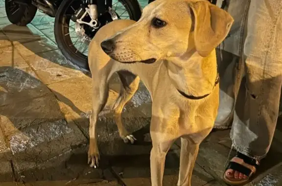 Chien trouvé Ajaccio, photo: Chienne beige trouvée à Ajaccio