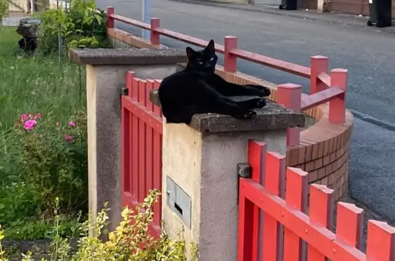 Animaux perdus , photo: Chatte noire perdue à Rœschwoog