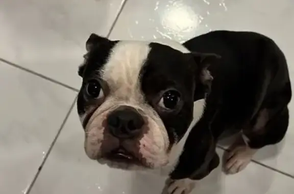 Perro Perdido: Macho Pequeño Blanco y Negro