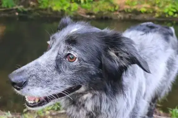 Chienne perdue à Kerguidu, craintive - photo