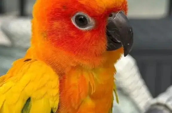 Lost Bird ID Band in Canterbury-Bankstown