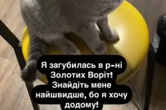 Світло-сіра кішка,приблизний вік 9-10 місяців. Не стерилізована. Без чіпу. Мабуть вже декілька днів блукала, бо дуже голодна була і виснажена. Задня лапка вибрита через ранку і опухлість на лапці.