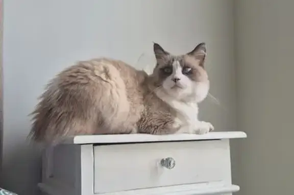 Lost Cat: White & Tan, Red Bow Tie