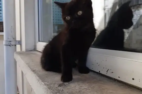 Lost Black BSH Cat: Distinctive Meow