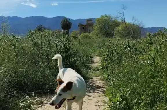 Perros Perdidos: Duque y Rocco en Librilla