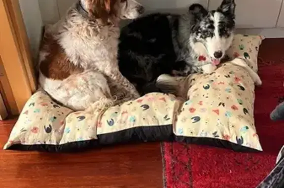 Perdidas en Frías: Canela y Luli, Spaniels