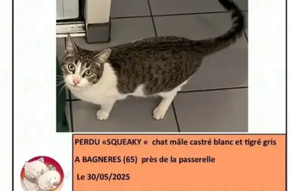 Chat perdu, Bagnères-de-Bigorre, photo: Chat mâle perdu, blanc et gris tigré