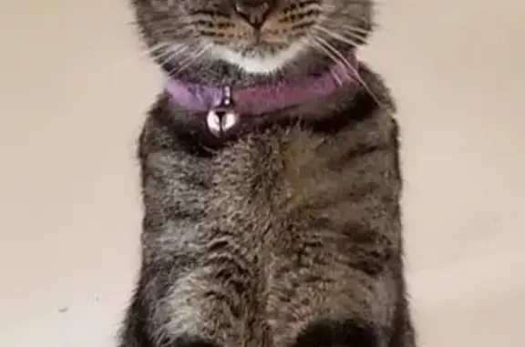 Lost Cat: Striped with Lavender Collar