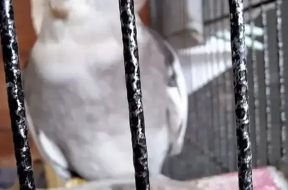 Lost Lively Bird: Grey, Whistles Tunes