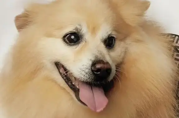 Lost Elderly Pomeranian in Parramatta