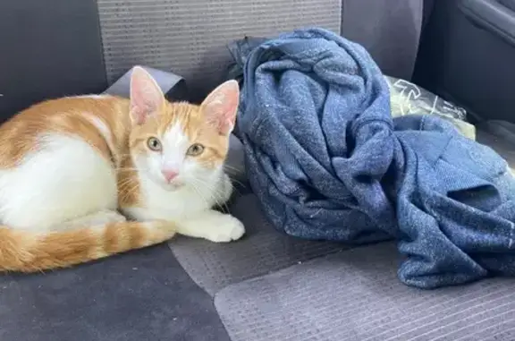 Chaton roux trouvé près des jardins de Fléac - photo