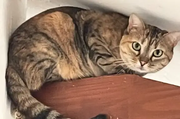 Minette, chat craintif perdu après orage - photo