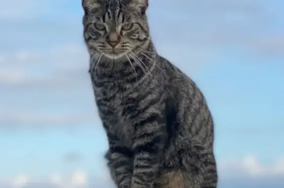 Animaux perdus Casseneuil, photo: Chat perdu, tigré foncé, Casseneuil