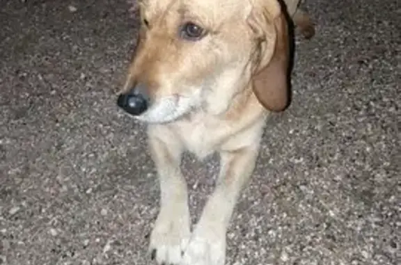 Animaux trouvés Corpeau, photo: Chienne âgée trouvée à Corpeau